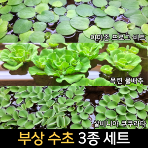 [수초인] 부상 수초 3종 세트 /무료배송/초보 어항수초 수초키우기 구피 새우 물고기 어항 은신처 초보 쉬운 기본 달팽이 없는 수초, 1개