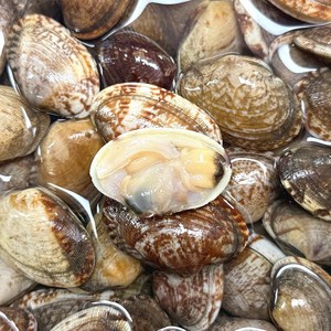 농가살리기 자연산 당일채취, 1개, 대왕바지락 1kg