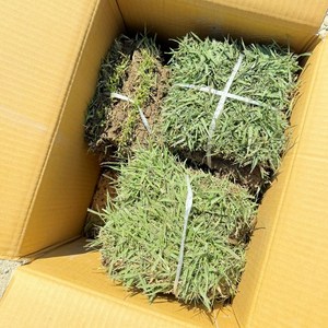 천연잔디 18cm x 18cm 25장 1세트, 25개