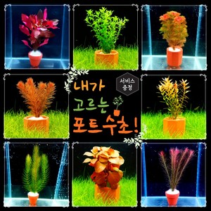 [미초 신상품 리뉴얼] 내가 고르는 포트수초! + 3개이상구매시서비스 증정 / 초보자용 어항 수초 / 수초 세트 / 구피 수초, 큰 포트, 08. 붕어마름, 1개