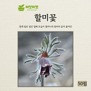 아람종묘 할미꽃 씨앗 50립, 1개