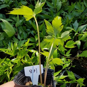 [모종모종]당귀 모종, 1개