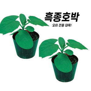 아시아종묘 씨앗 애호박 흑종호박 400립, 1개