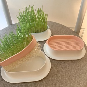 모리네 국내산친환경 무소독 고양이풀 캣그라스 새싹 수경재배, 라임키드 병포장 친환경 우리밀씨앗 260g, 260g, 1개, 병포장