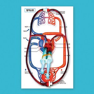 혈액순환계 시뮬레이션 만들기(혈액순환과정)