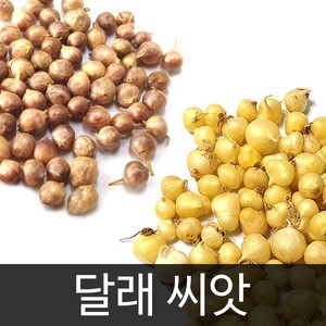 달래씨앗 채소씨앗 야채 씨앗 종자 종패 종폐 300알, 1개