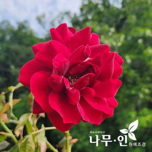 [나무인] 심파시 고급사계줄장미 유럽덩굴장미, 1개