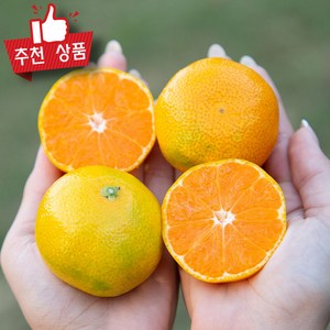 농협상품 밀감 새콤달콤 감귤 제주 노지감귤 비가림 로얄과, 1박스, 1kg(1팩)