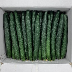 클릭마켓 국내산 가시오이 10kg 못난이 청오이, 1개