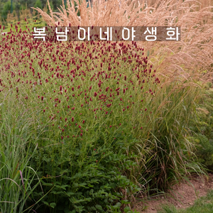 키큰 오이풀 비틀윙스 [1개 복남이네야생화 모종 상귀소르바 sanguisoba], 1개