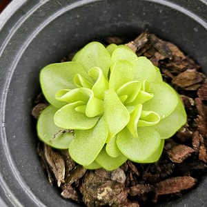 식충식물 벌레잡이제비꽃 모라네시스 3개셋트, 3개
