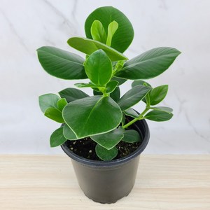 쿠루시아(중품)M04 [플라워앤곰] 높이 30cm/ 포트15cm, 1개