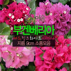 [허브여울] 부겐베리아 랜덤 지름 9cm 소품화분 (상토와 마사만 사용한 건강한식물), 1개, 상세페이지 참조