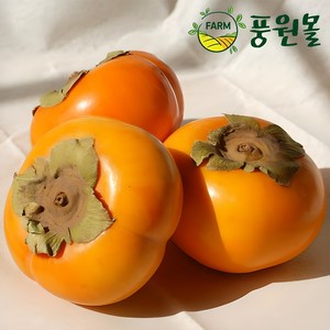 풍원영농조합법인 달콤한 경남 햇 단감 가정용흠과, 5kg(사이즈 랜덤), 1개