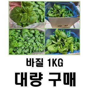 야채왕 싱싱한 스위트 바질1kg 대량구매, 1kg, 1개