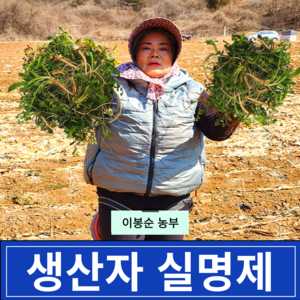 [강원도고랭지 당일수확] 국내산 노지 세척 손질 냉이, 1박스, 500g