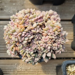 [수암다육] 데비철화 랜덤발송 Gaptoveia 'Debbie' f. cistata 랜덤발송 다육 다육이 다육식물 668, 1개, .