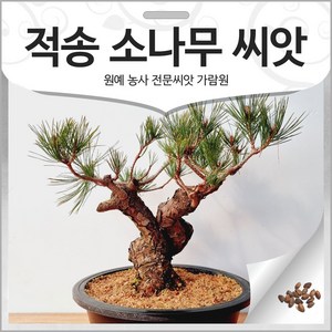 적송 소나무 씨앗 적송씨 수목 종자 50알, 1개