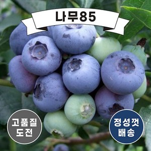 (나무85) 블루베리 듀크 2년 포트(2주 묶음), 1개