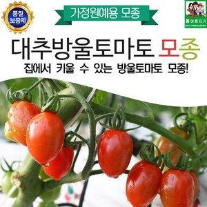 집에서 키울수 있는 대추방울토마토모종 5주, 1개