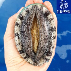 완도활전복 1kg [산소팩 무료배송], 1개, (A) 5-6미 1kg