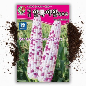 알록이찰 옥수수씨앗 (80립), 1개