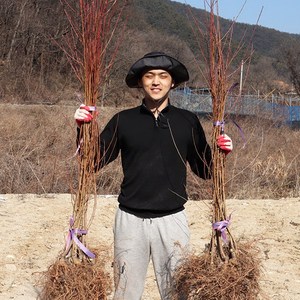 복숭아나무 묘목 접목1년생 올유명 유명 마도카 몽부사 대옥계 중생황도 엘바트 천도(신비), 황도-마도카, 1개