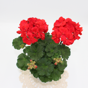 [골든플랜트] 페라고늄(Pelagonium) 페라제라늄 ( 중 품 ) 특A급 색상9가지 베란다월동 추위강함 색상랜덤발송 상세페이지참고, 1개
