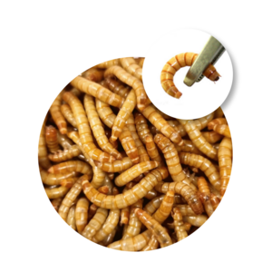 밀웜나라 살아있는 밀웜, 2~3cm 200마리(대), 1개
