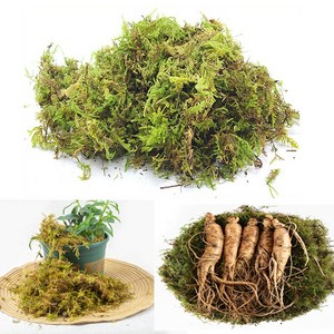 천연생이끼 건이끼 화분장식 분재 조경 공기정화 실내가습 Moss 1kg / 정직한사람들, 1개