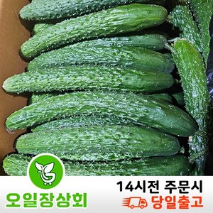 ( 오일장상회 )국내산 가시오이 못난이오이 상등급 3kg 10kg내외, 3kg내외, 1개