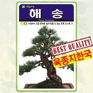 해송 씨앗 500립 곰솔 소나무 종자 씨 봄 여름 가을 나무씨 해송나무 씨앗 AR, 1개