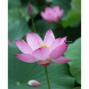 홍연 발송// 연꽃 모종 모종 꽃연, 1개