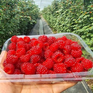 [프리미엄] 국산 생산자직송 산딸기, 1개, 250g