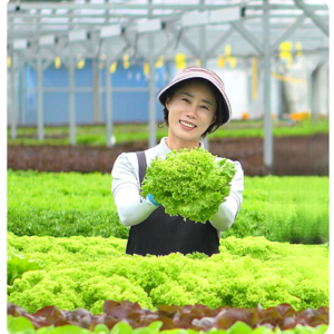 무농약 친환경 수경재배 유럽상추 샐러드채소 모듬 1kg 버터헤드 크리스탈 로메인 바타비아 오크리프 유럽샐러드, 1개
