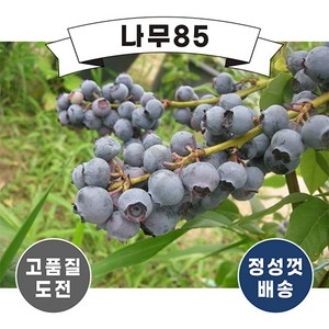 (나무85) 블루베리 챈들러 2년 포트(2주묶음), 1개