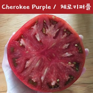 토마토키우기Cheokee Puple 체로키퍼플 희귀 토마토 교육용 체험용