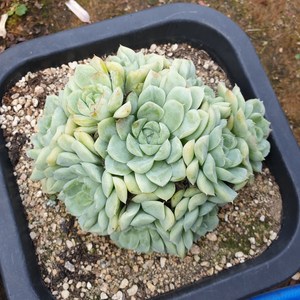 [수암다육] 휴밀리스 랜덤발송 Echeveria 'Humilis' 랜덤발송 다육 다육이 다육식물 356, 1개