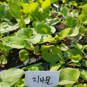 [모종모종] 취나물 모종(10cm큰컵2 3촉씩)치나물 참취 나물