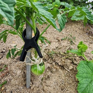 50개세트호박집게 고추집게 오이 토마토 포도 작물집게, 50개