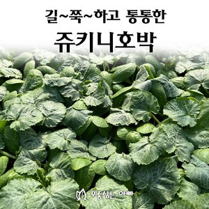[모종심는아빠] 길쭉하고 통통한 쥬키니호박 모종, 3개