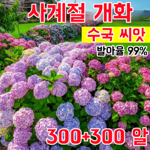 [발아율 높다] 사계절 개화 수국 씨앗 초장기 개화 대형 꽃다발 정원 베란다 초보자 친화적 재배, 600개