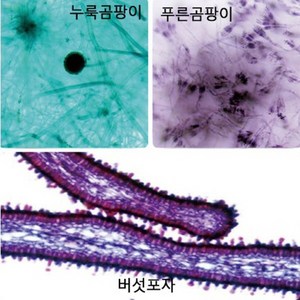 여러가지 곰팡이 프레파라트(3종1조) JUN-교구6190