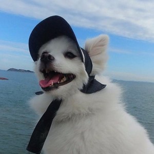 [백화점 매장 정품]꼴레트멍멍 반려동물 고급 옷 산책 용품/ 데님시리즈 강아지 바나썬캡 3colo 아소비진, 블루, 1개