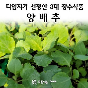 [모종심는아빠] 타임지가 선정한 서양3대 장수식품 양배추, 모종3개, 1개