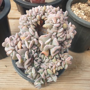 [수암다육] 큐빅프로스티 철화 랜덤발송 Echeveria 'Cubic Frost' f. cristata 랜덤발송 다육 다육이 다육식물 524, 1개