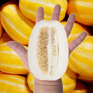 꿀흠벅 20bix 고급특수원조품종 끝판왕 성주 꿀참외, 1박스, 옵션1-참외1kg (중과)