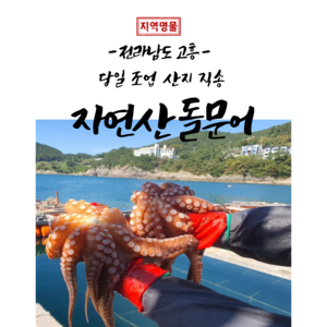 문어 고흥 활 돌문어 산지직송 당일조업, 1개, 1kg(1-3미)