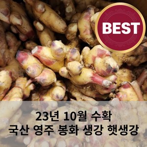 [23년수확] 영주 봉화 특상품 국산 생강 햇생강 흙생강 에어세척생강 수분함량 발이넓고 통통한 주문전날수확, 23년 10월 수확_햇생강_흙생강 최상품, 1개, 1kg