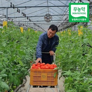 (산지직송) 명인 친환경 봄춘 무농약 완숙 토마토, 5kg(로얄과), 1개